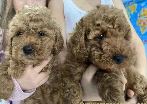 Predivne patuljaste PUDLE vrhunskog kvaliteta - 4/7