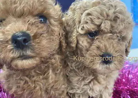 Predivne patuljaste PUDLE vrhunskog kvaliteta - 5/7