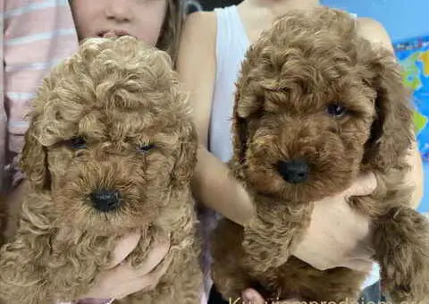 Predivne patuljaste PUDLE vrhunskog kvaliteta - 6/7