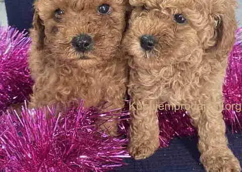 Predivne patuljaste PUDLE vrhunskog kvaliteta - 7/7