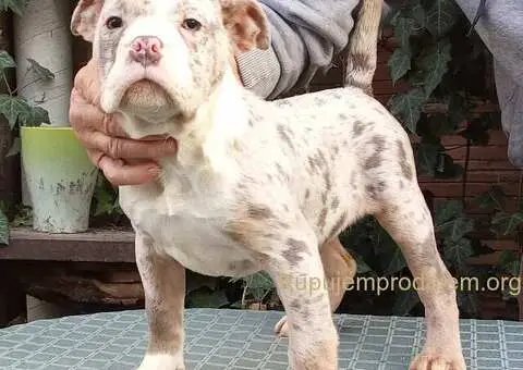 AMERICKI BULLI - 1/5