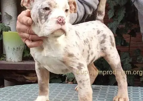 AMERICKI BULLI - 2/5