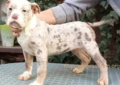 AMERICKI BULLI - 3/5