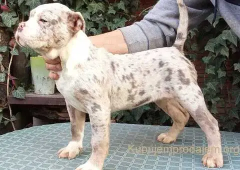 AMERICKI BULLI - 4/5