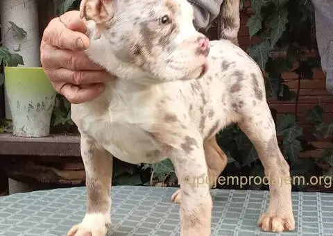 AMERICKI BULLI - 5/5