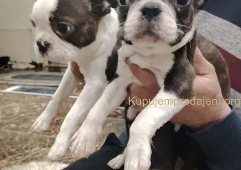 Boston Terijer PRELEPI štenci - 1/13