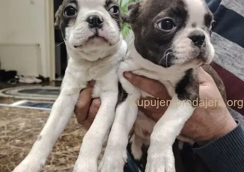 Boston Terijer PRELEPI štenci - 2/13