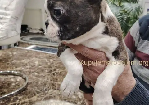 Boston Terijer PRELEPI štenci - 3/13