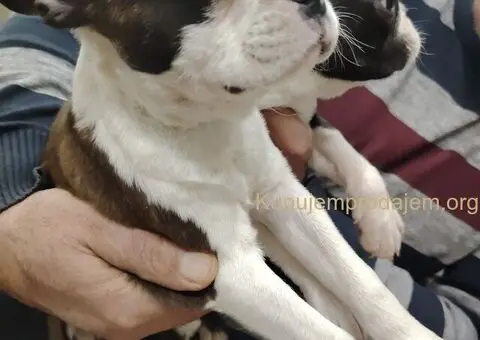 Boston Terijer PRELEPI štenci - 4/13