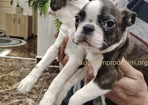 Boston Terijer PRELEPI štenci - 5/13