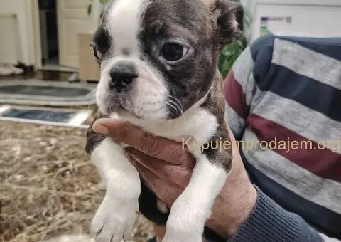 Boston Terijer PRELEPI štenci - 6/13