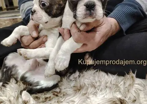 Boston Terijer PRELEPI štenci - 7/13