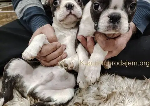 Boston Terijer PRELEPI štenci - 8/13