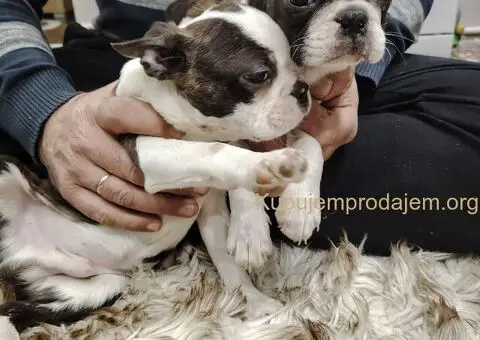 Boston Terijer PRELEPI štenci - 9/13