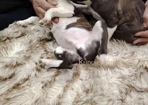 Boston Terijer PRELEPI štenci - 10/13