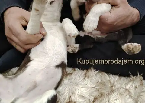 Boston Terijer PRELEPI štenci - 11/13