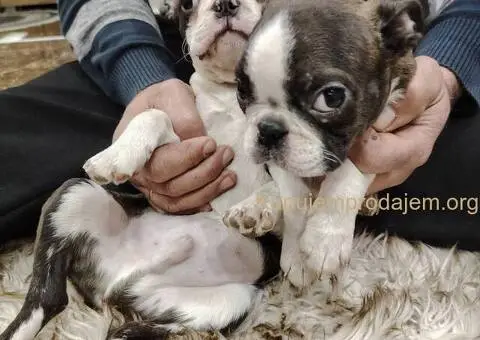 Boston Terijer PRELEPI štenci - 13/13