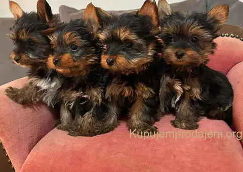 Jorkširski terijer (mini) - 3/11