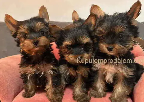 Jorkširski terijer (mini) - 4/11