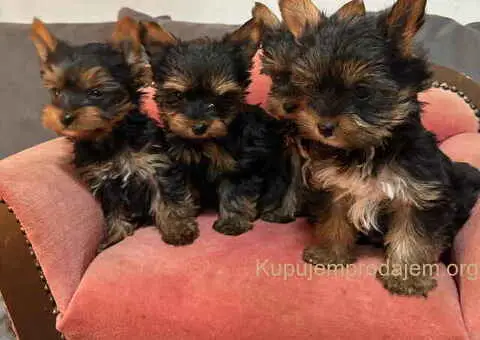 Jorkširski terijer (mini) - 6/11