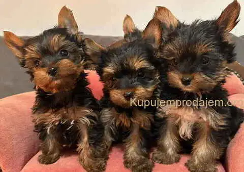 Jorkširski terijer (mini) - 7/11