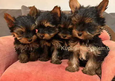 Jorkširski terijer (mini) - 8/11