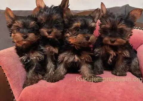 Jorkširski terijer (mini) - 9/11