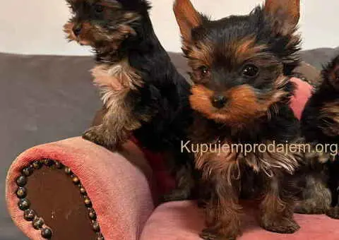 Jorkširski terijer (mini) - 10/11