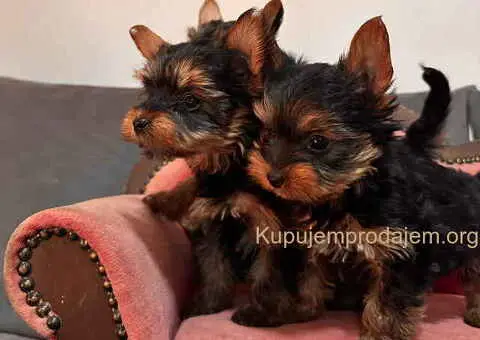 Jorkširski terijer (mini) - 11/11