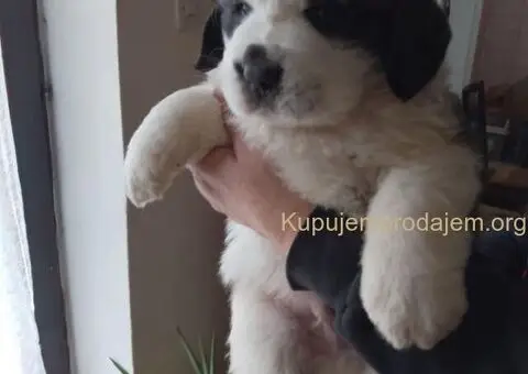 Stenci BERNARDINACA   sa papirima, - 1/10