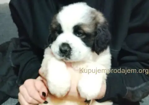 Stenci BERNARDINACA   sa papirima, - 2/10