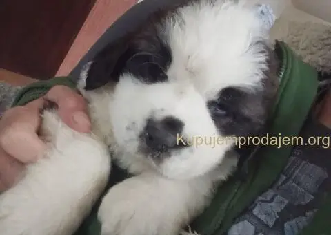 Stenci BERNARDINACA   sa papirima, - 3/10