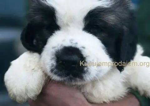 Stenci BERNARDINACA   sa papirima, - 4/10