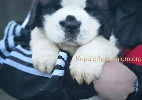 Stenci BERNARDINACA   sa papirima, - 5/10