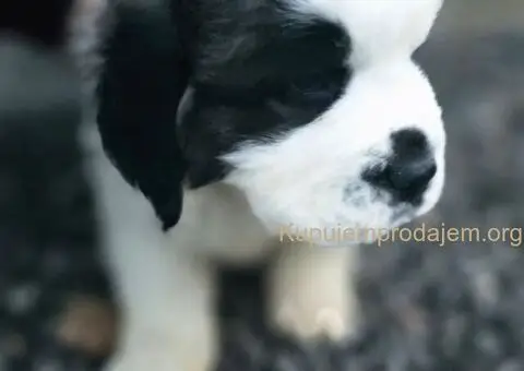 Stenci BERNARDINACA   sa papirima, - 6/10