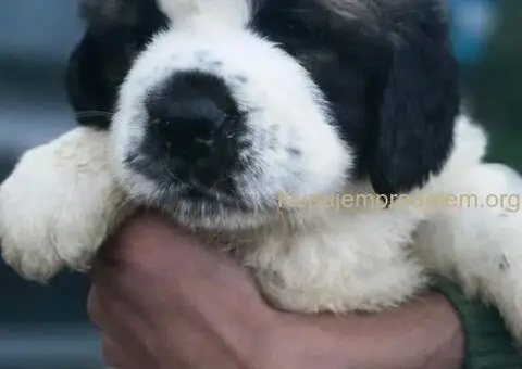 Stenci BERNARDINACA   sa papirima, - 7/10