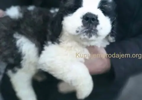 Stenci BERNARDINACA   sa papirima, - 8/10