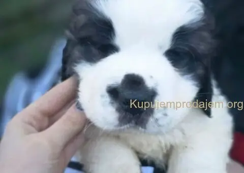 Stenci BERNARDINACA   sa papirima, - 9/10