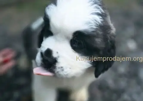 Stenci BERNARDINACA   sa papirima, - 10/10