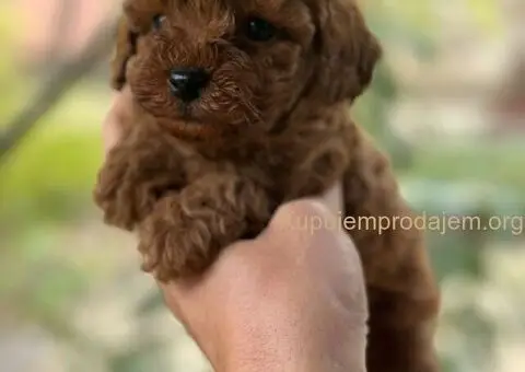 Toy i Mini Pudle stenci - 3/11