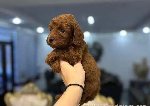 Toy i Mini Pudle stenci - 4/11