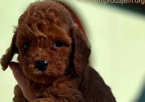 Toy i Mini Pudle stenci - 6/11