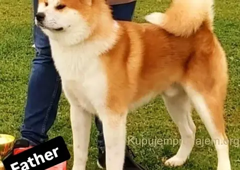 Akita Inu - Veliki japanski pas - 1/4