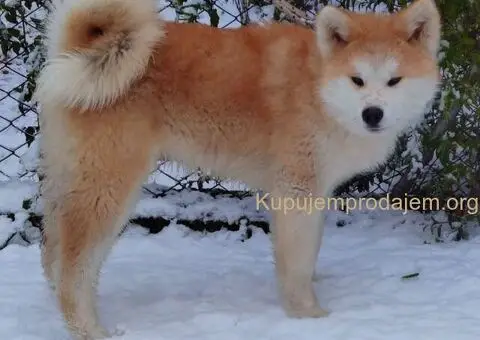 Akita Inu - Veliki japanski pas - 2/4