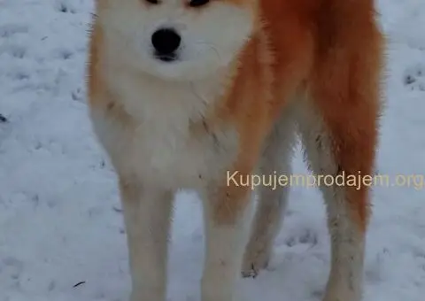 Akita Inu - Veliki japanski pas - 3/4