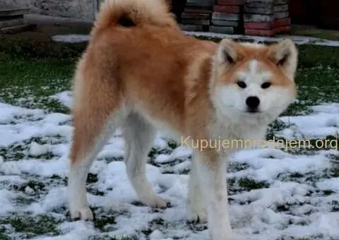Akita Inu - Veliki japanski pas - 4/4