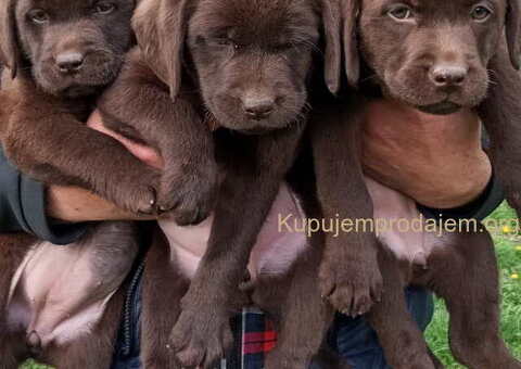 Na prodaju, čokoladni labradori