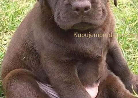 Na prodaju, čokoladni labradori - 2/2