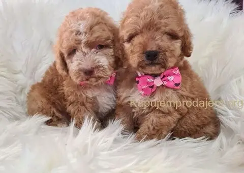 Labradoodle prelepi štenci - 1/5