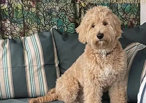 Labradoodle prelepi štenci - 4/5
